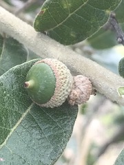 Quercus striatula