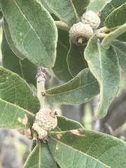 Quercus striatula