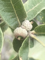 Quercus striatula