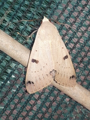 Ophiusa parcemacula