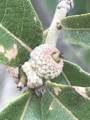 Quercus striatula