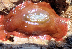 Isanemonia australis image