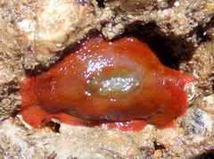 Isanemonia australis