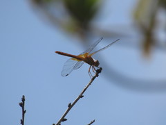 Dythemis maya