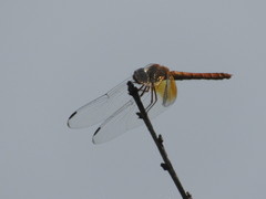 Dythemis maya