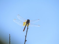 Dythemis maya