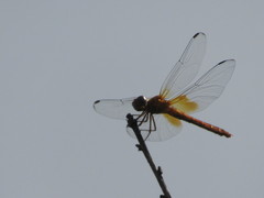 Dythemis maya