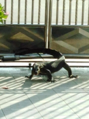 Varanus salvator macromaculatus