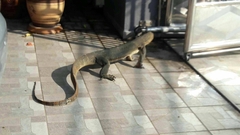 Varanus salvator macromaculatus