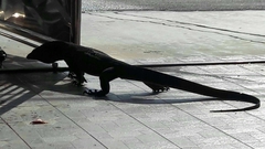 Varanus salvator macromaculatus