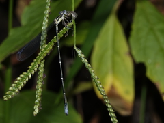 Labidiosticta vallisi