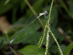 Labidiosticta vallisi
