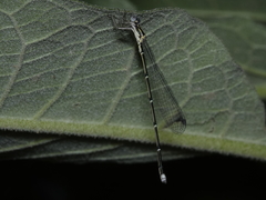 Labidiosticta vallisi