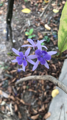 Petrea volubilis
