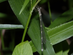 Labidiosticta vallisi