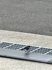 Motacilla alba lugens