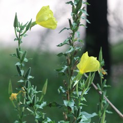 Oenothera stricta stricta
