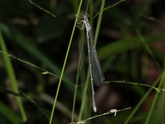 Labidiosticta vallisi