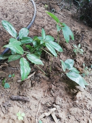 Heptapleurum actinophyllum
