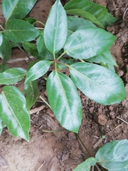 Heptapleurum actinophyllum