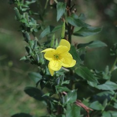 Oenothera stricta stricta