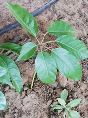 Heptapleurum actinophyllum