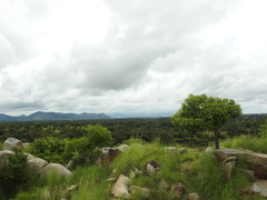 Morinda pubescens
