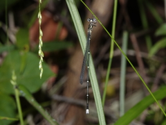 Labidiosticta vallisi