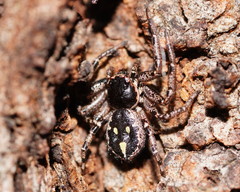 Tharpyna campestrata