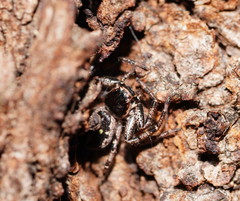 Tharpyna campestrata