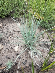 Lomandra glauca