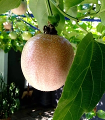 Passiflora edulis