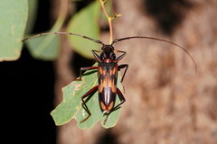 Phoracantha synonyma