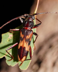 Phoracantha synonyma