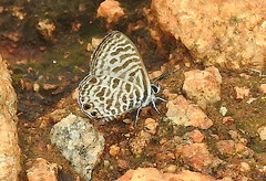 Leptotes plinius