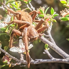 Neosparassus patellatus
