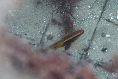 Parupeneus barberinoides