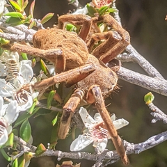 Neosparassus patellatus