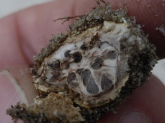 Elaphomyces muricatus