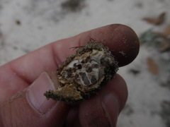 Elaphomyces muricatus