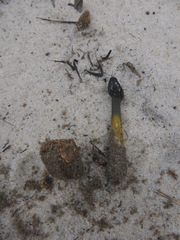 Elaphomyces muricatus