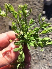 Stellaria alsine