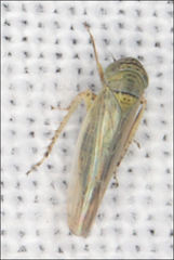 Limotettix incertus
