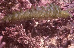 Sacoproteus smaragdinus