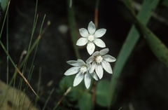 Crassula capensis capensis