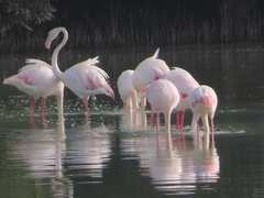 Phoenicopterus roseus