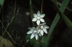 Crassula capensis capensis