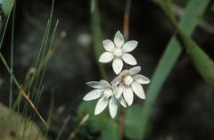 Crassula capensis capensis