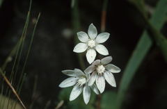 Crassula capensis capensis