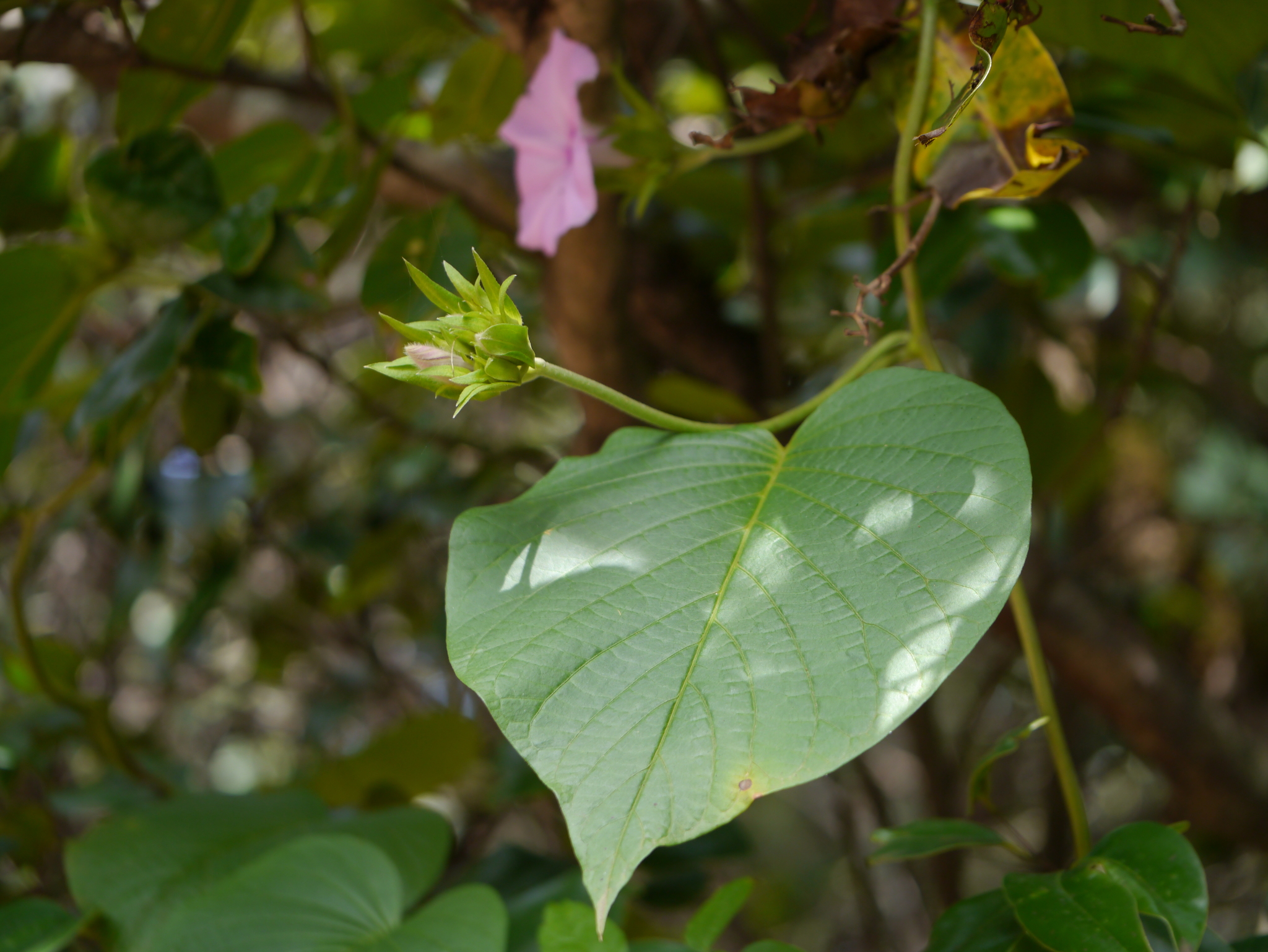 Argyreia boseana